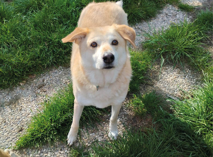 Heller Hund genießt die Sonne