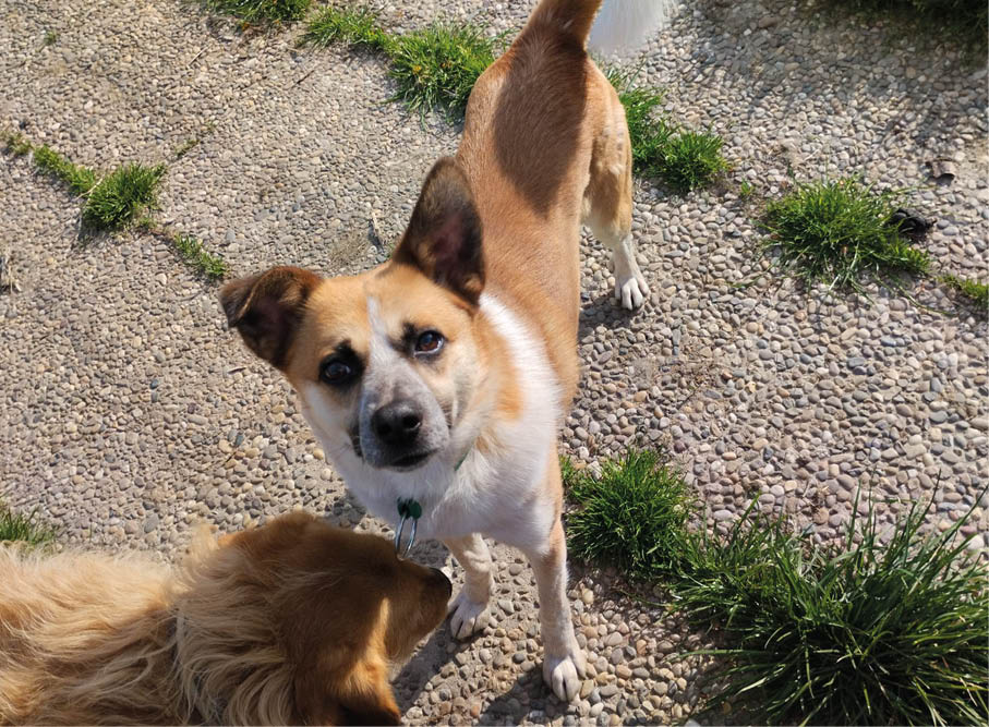 Railey Hunde beschnuppern sich