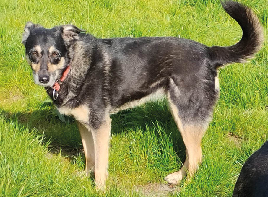 Romy Hund steht auf einer Wiese