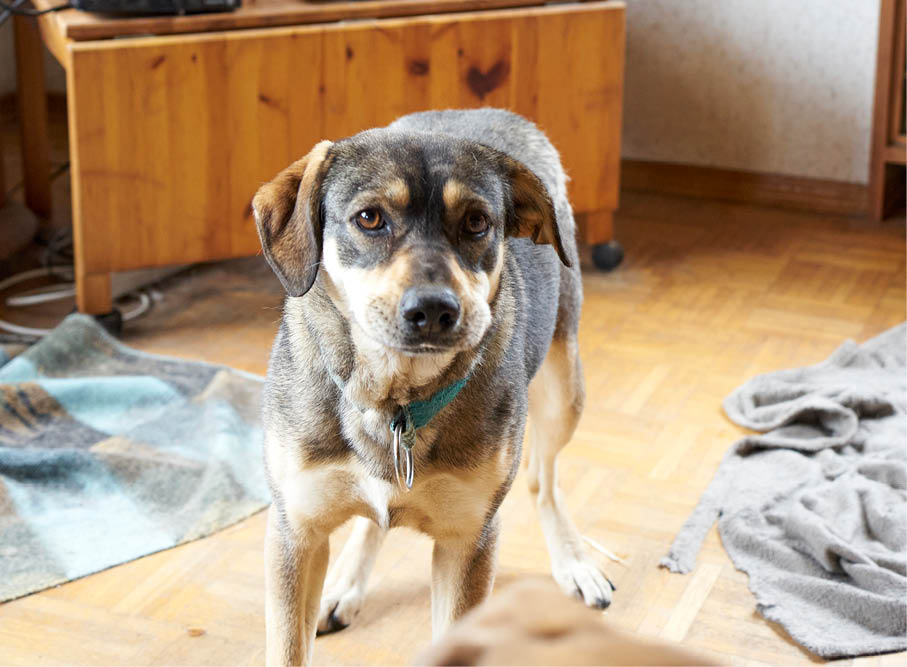Gunilla Hund im Wohnzimmer