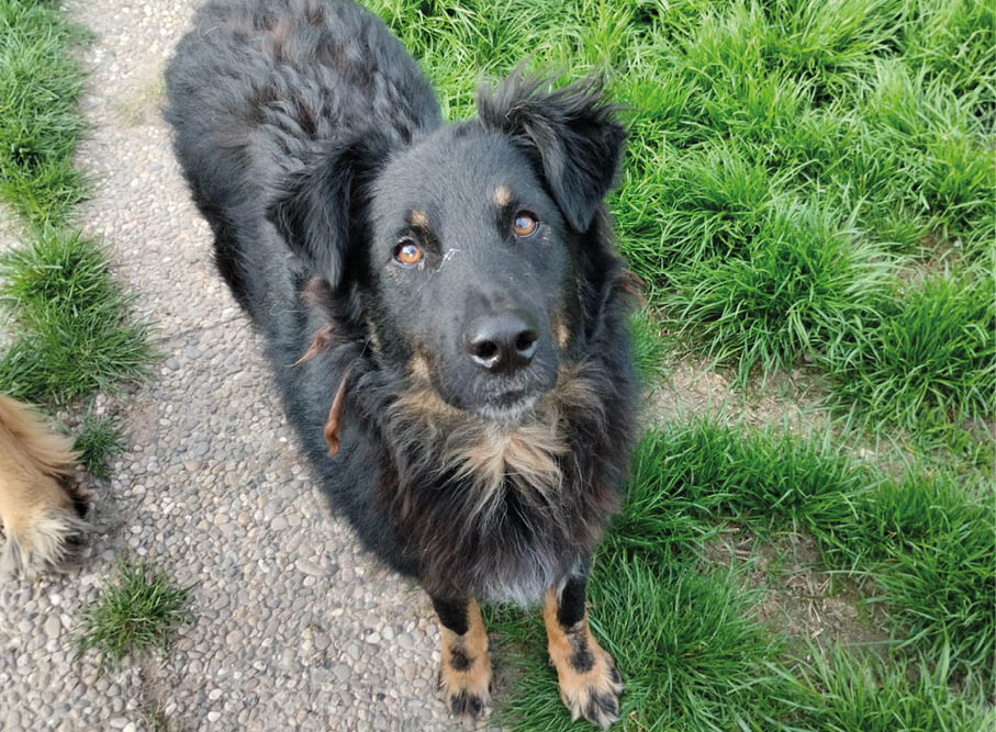 Schwarzer Hund in der Sonne