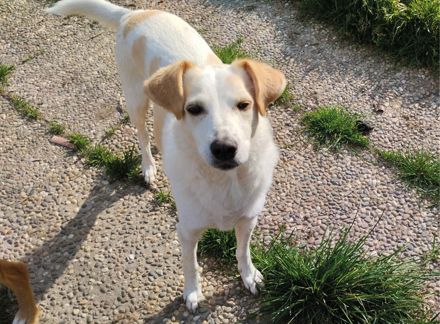 Lenny Heller Hund in der Sonne
