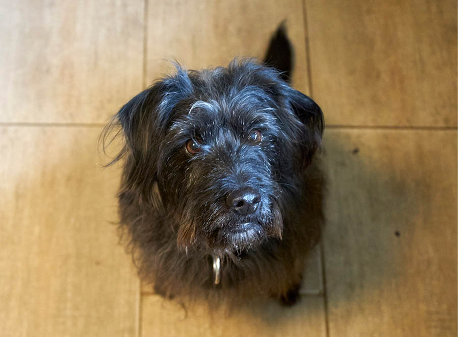 Pixi Schwarzer Hund macht Sitz